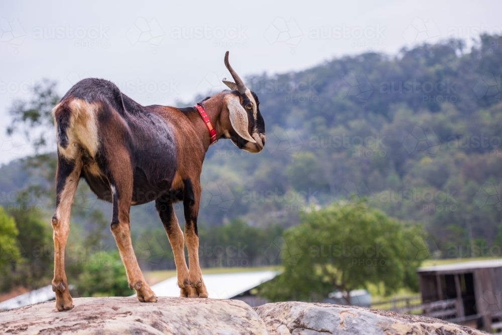 Brown goat standing on rock on farm land with trees and mountain in background - Australian Stock Image