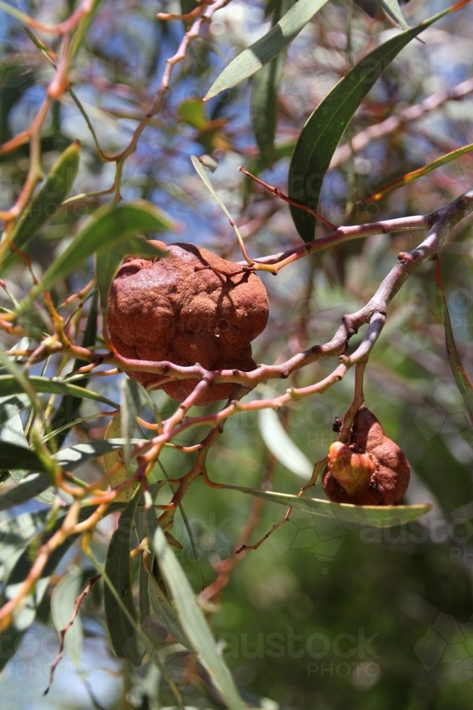 Brown growth on eucalypt tree - Australian Stock Image