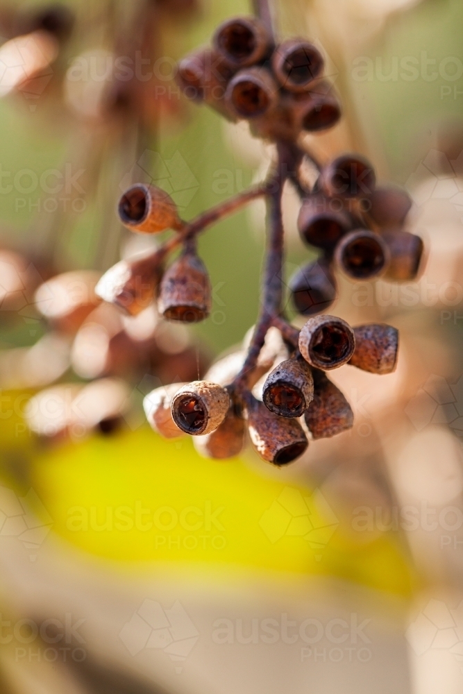 Brown gum nuts close up - Australian Stock Image