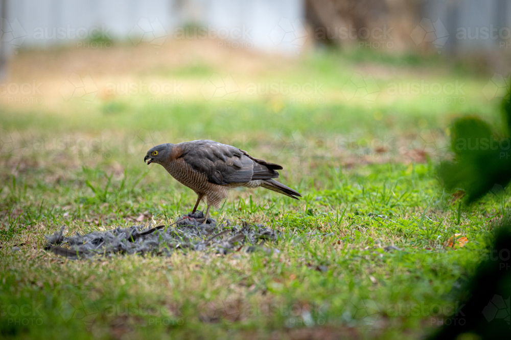 Brown hawk gripping prey in its talons, standing over scattered feathers in green grass - Australian Stock Image
