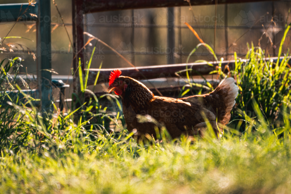 Brown hen grazing around fenced grass field in backyard - Australian Stock Image