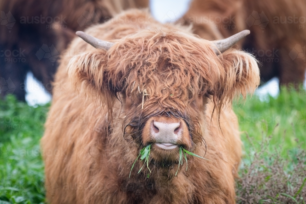 Brown highland cow chewing on grass - Australian Stock Image