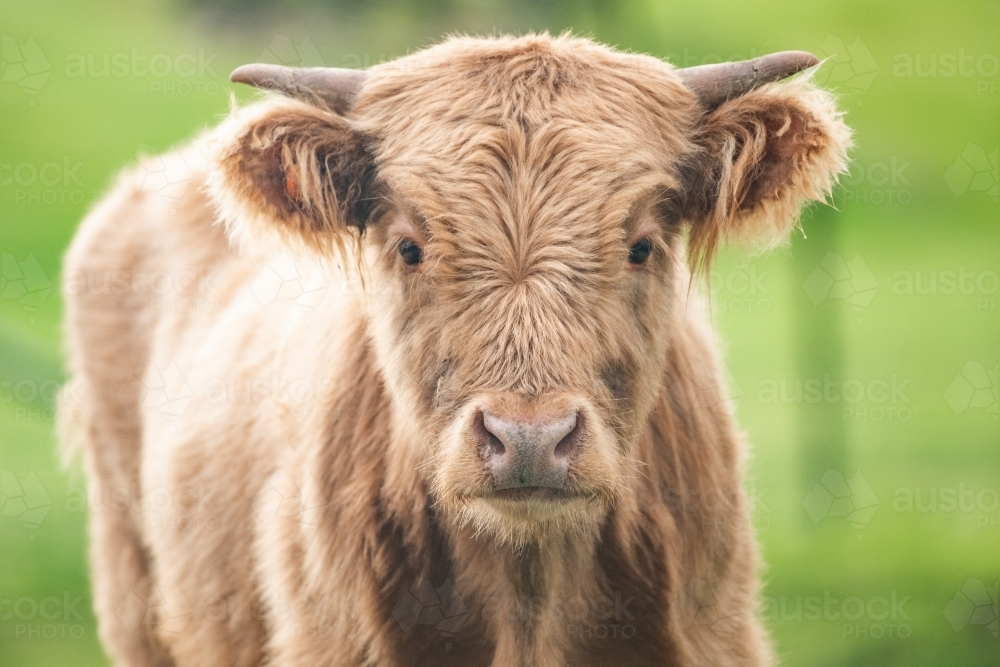 Brown highland cow in green paddock - Australian Stock Image
