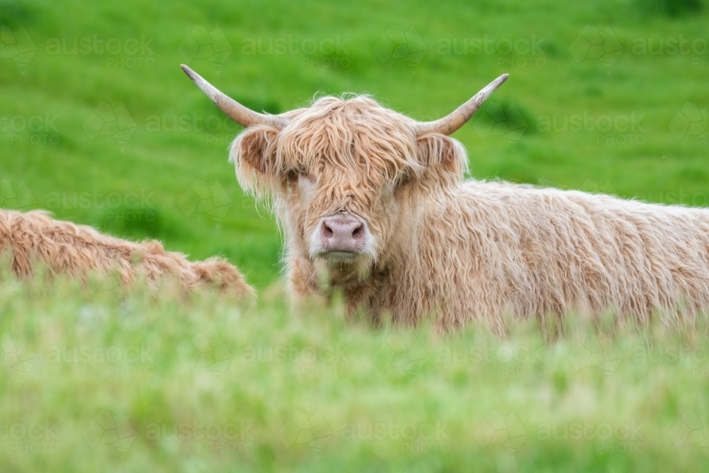 Brown highland cow looking at camera over grassy hill - Australian Stock Image