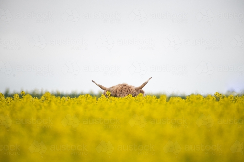 Brown highland cow's horns sticking out from behind yellow flowers - Australian Stock Image