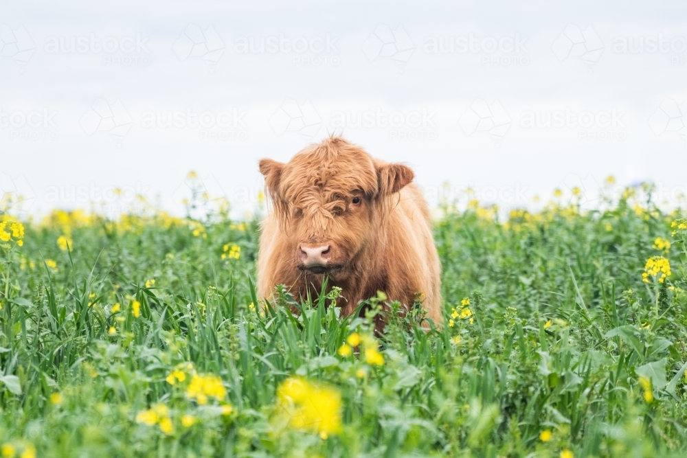 Brown highland cow standing in pasture with yellow flowers - Australian Stock Image