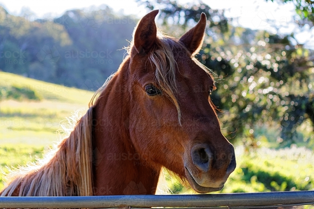 Brown Horse close up in paddock looking over fence in afternoon sun - Australian Stock Image