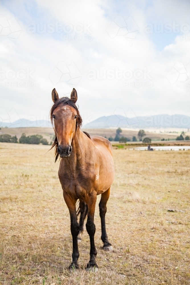 Brown horse portrait in a dry paddock - Australian Stock Image