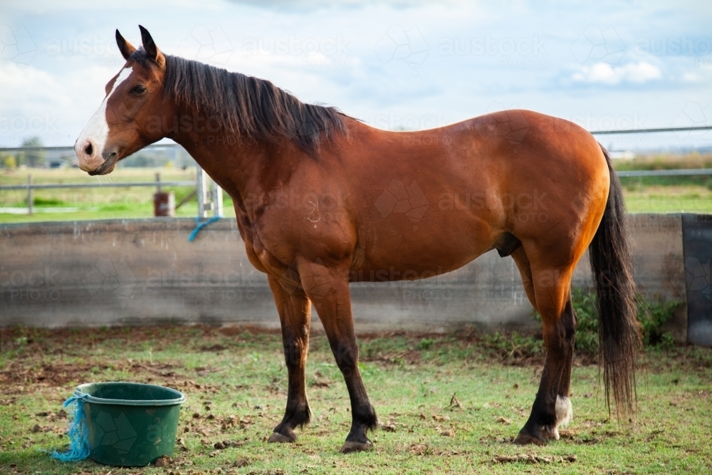 Brown horse standing in round yard - Australian Stock Image