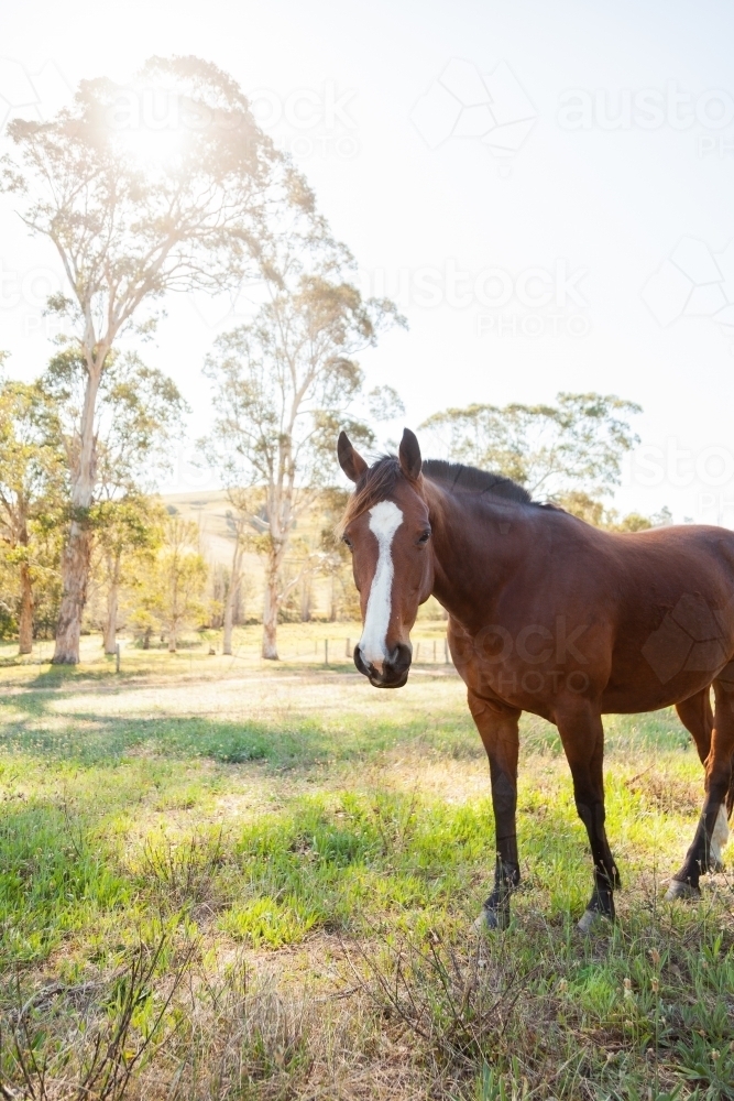 Brown horse with a blaze marking on face standing in a paddock - Australian Stock Image