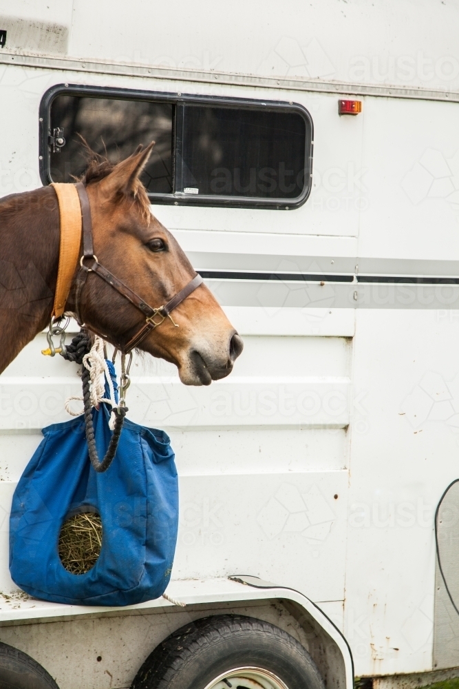 Brown horse with feed bag beside horse trailer - Australian Stock Image