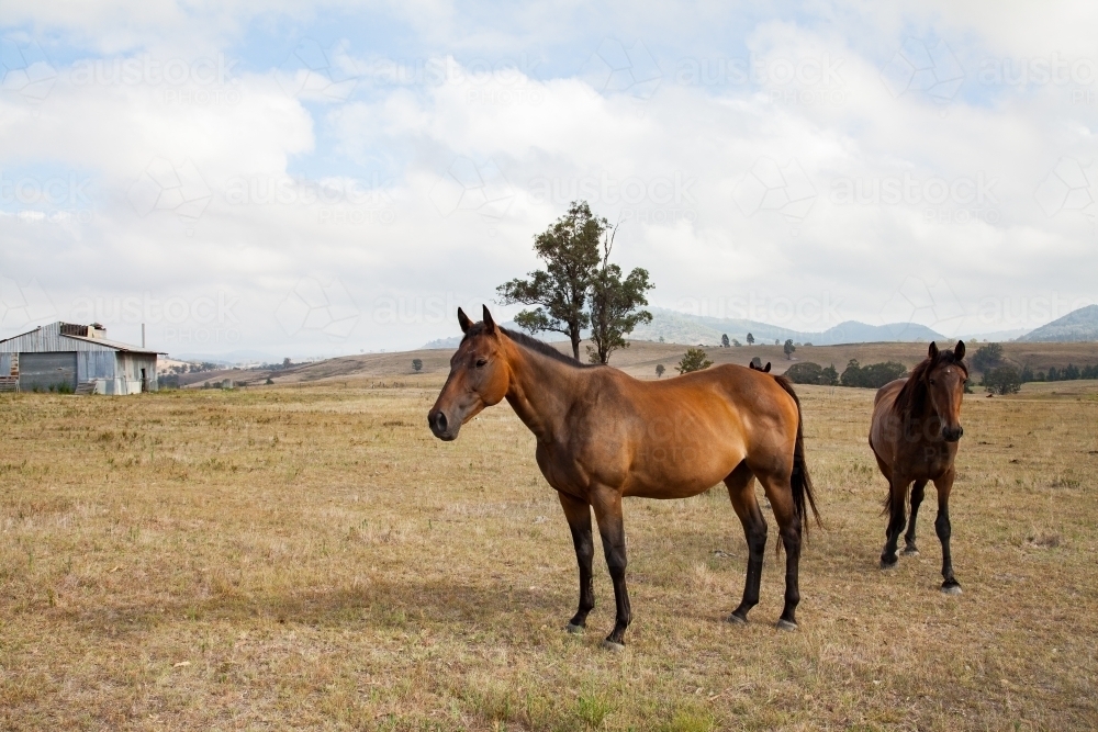 Brown horses standing in a dry paddock - Australian Stock Image