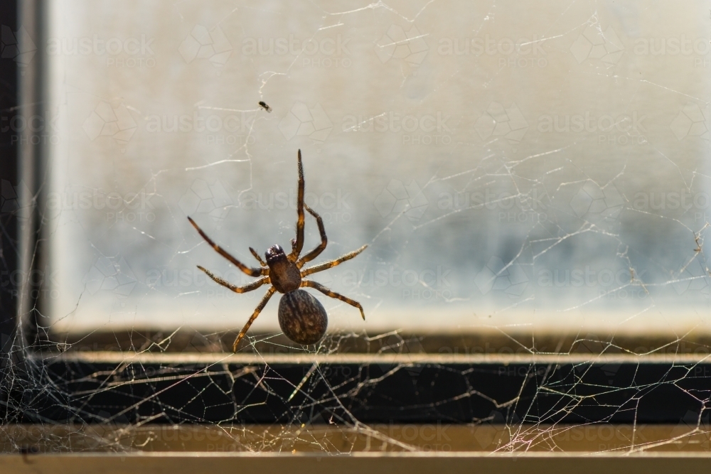 Brown house spider on windowsill - Australian Stock Image