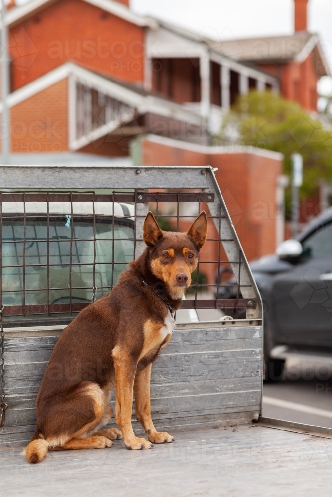 brown kelpie dog on back of ute parked in country town - Australian Stock Image