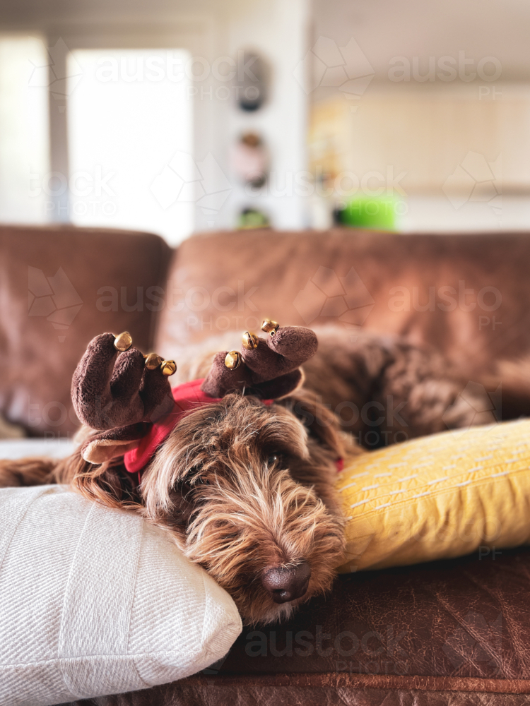 Image of Brown long haired dog on couch with cushions wearing Christmas ...