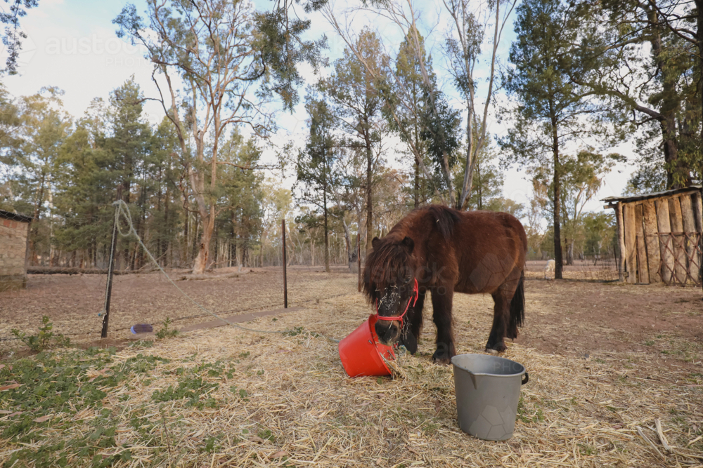 Brown pony eating from red bucket on farm - Australian Stock Image