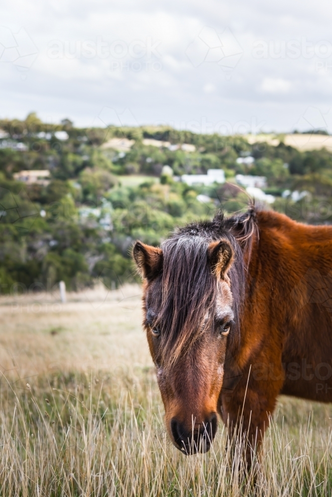 Brown pony in the field - Australian Stock Image