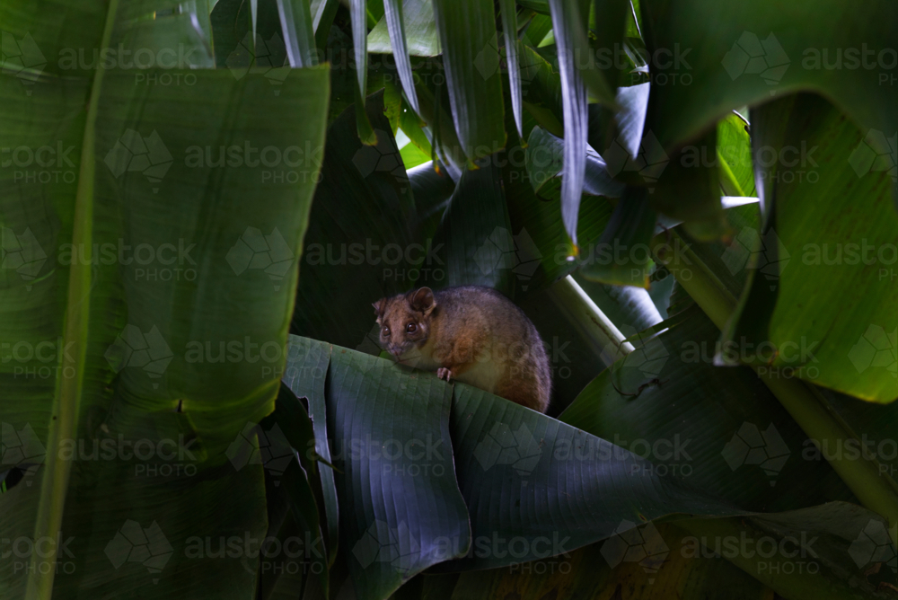 Brown possum hiding in banana trees - Australian Stock Image
