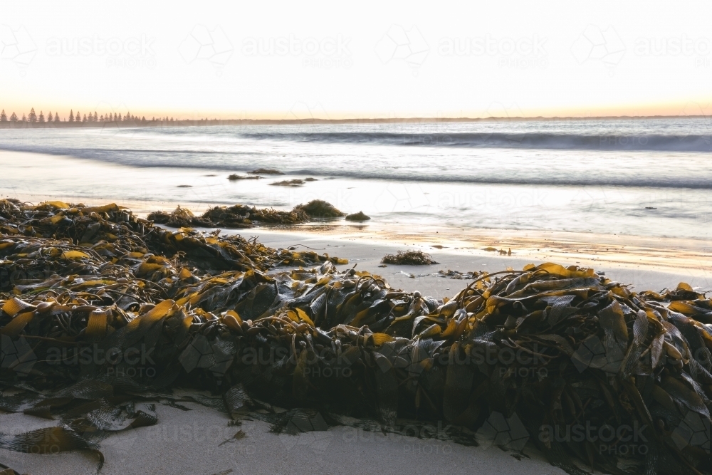 Brown seaweed on beach - Australian Stock Image