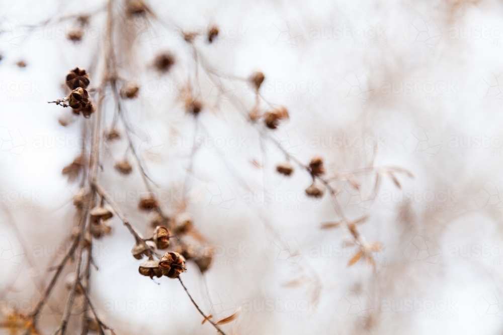 Brown seed pods open up after bushfire - Australian Stock Image