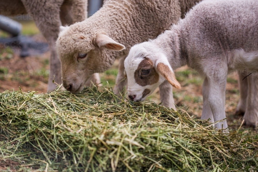 Brown sheep and white lamb eating green hay in field on farm in afternoon - Australian Stock Image