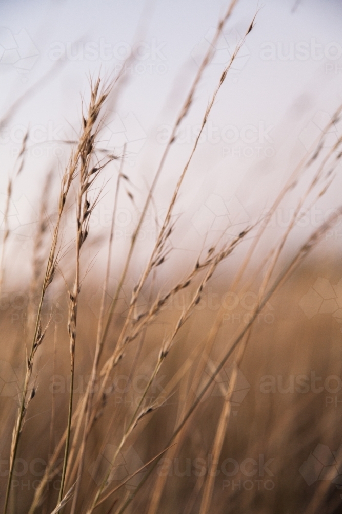 Brown stalks of grass with seeds, cattle feed on farm - Australian Stock Image