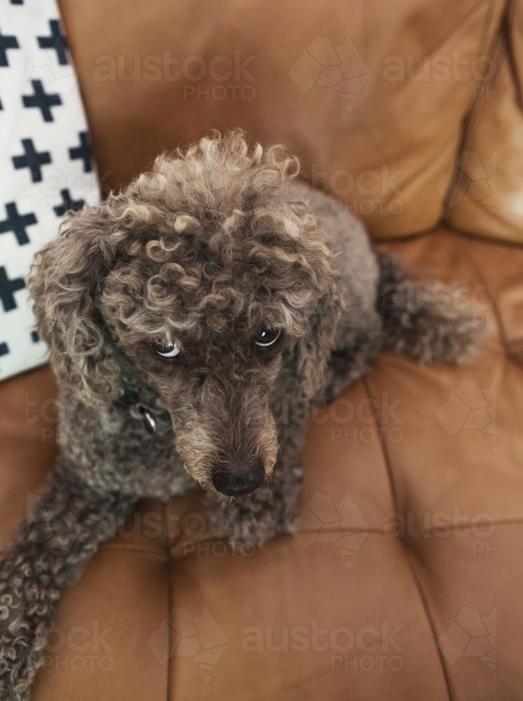 Brown toy poodle looking up at camera from the sofa - Australian Stock Image