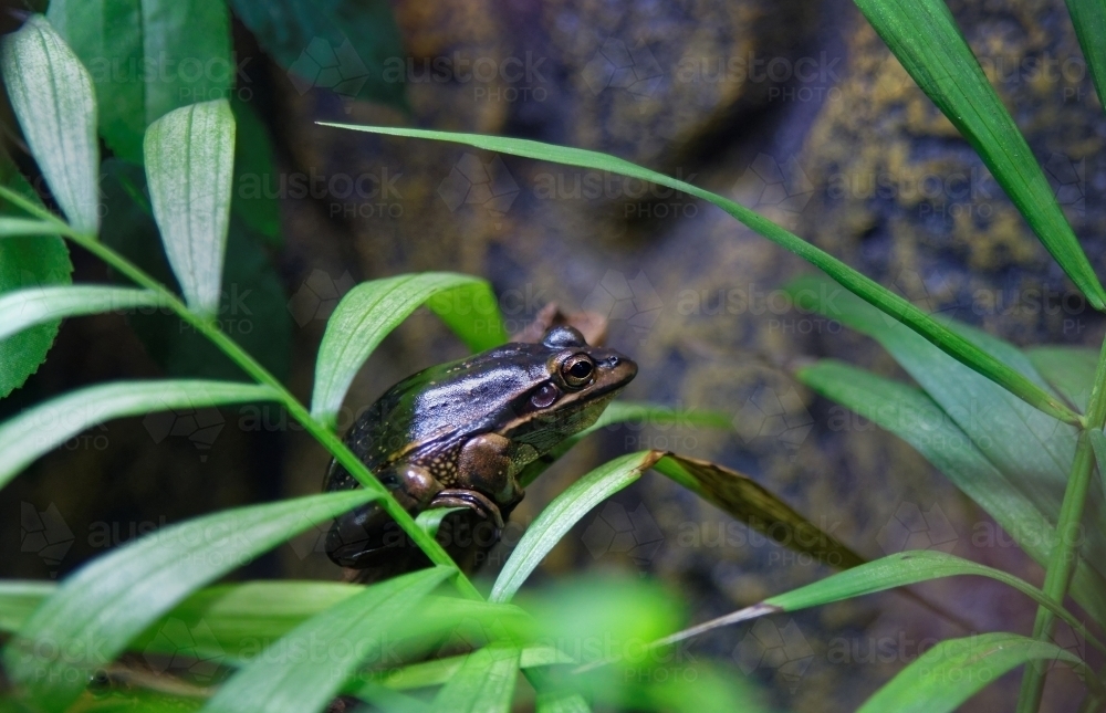 Brown Tree Frog, sitting on a green plant in a rainforest - Australian Stock Image