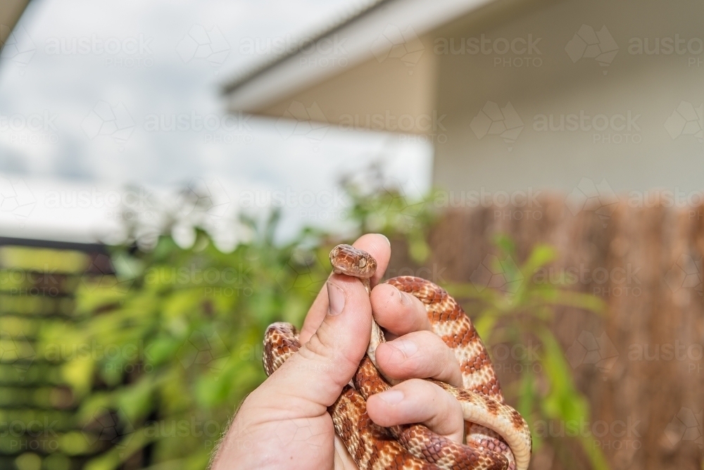 Brown Tree Snake - Australian Stock Image