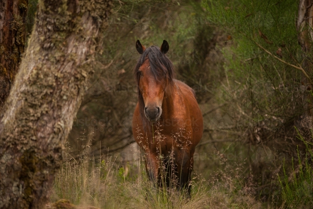 Brumby horse among trees front on - Australian Stock Image