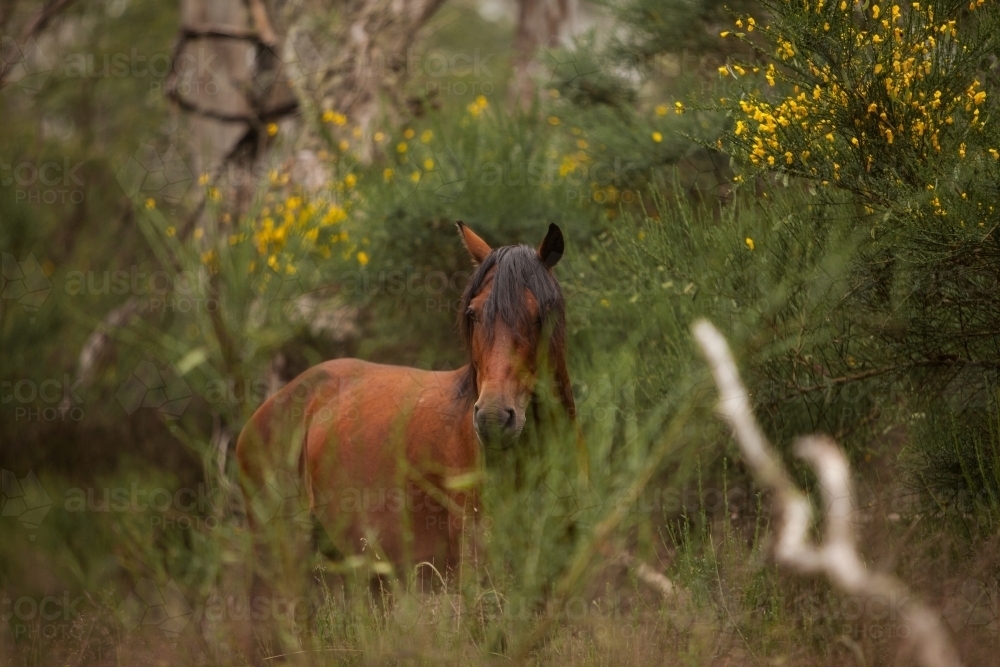 Brumby side on among bushes - Australian Stock Image