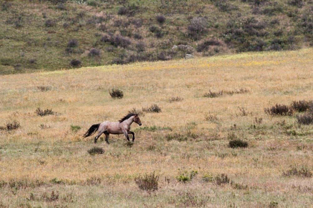 Brumby stallion galloping on an open field - Australian Stock Image