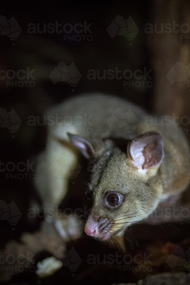 Brush tail possum at night closeup - Australian Stock Image