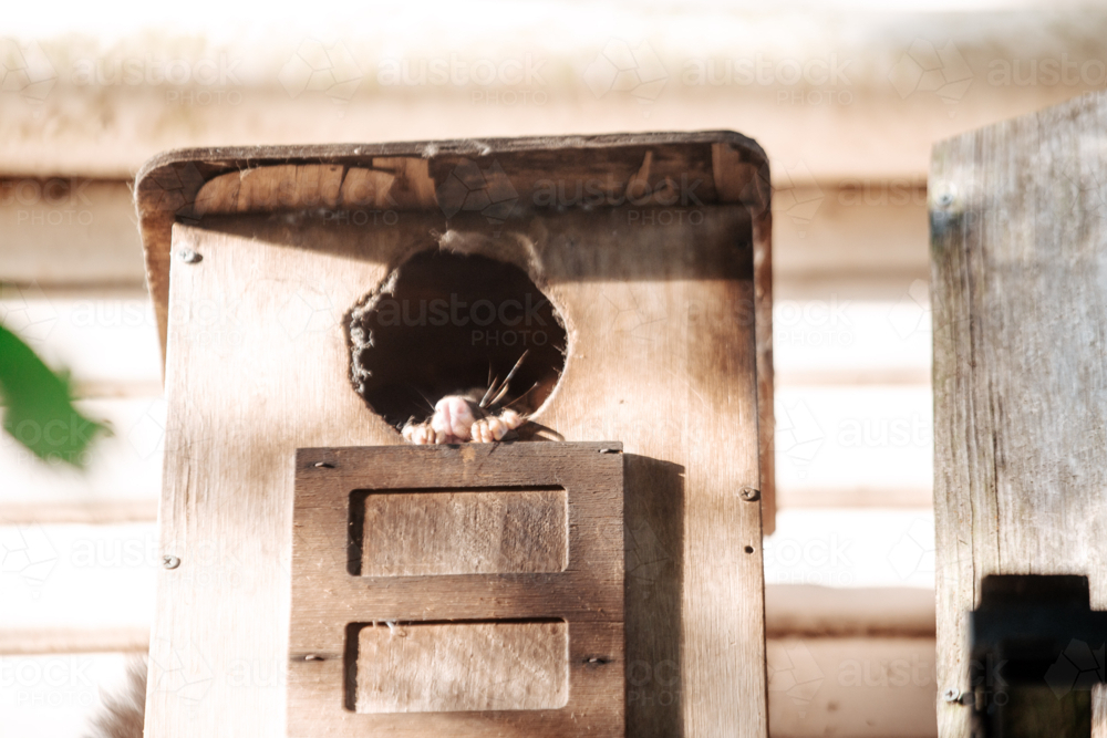 Brush tailed possum nose sticking out of nesting box on side of house - Australian Stock Image