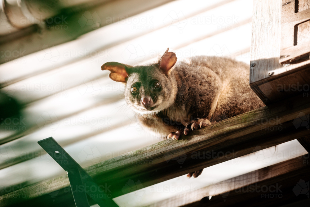 Brush tailed possum standing on a beam outside house. - Australian Stock Image