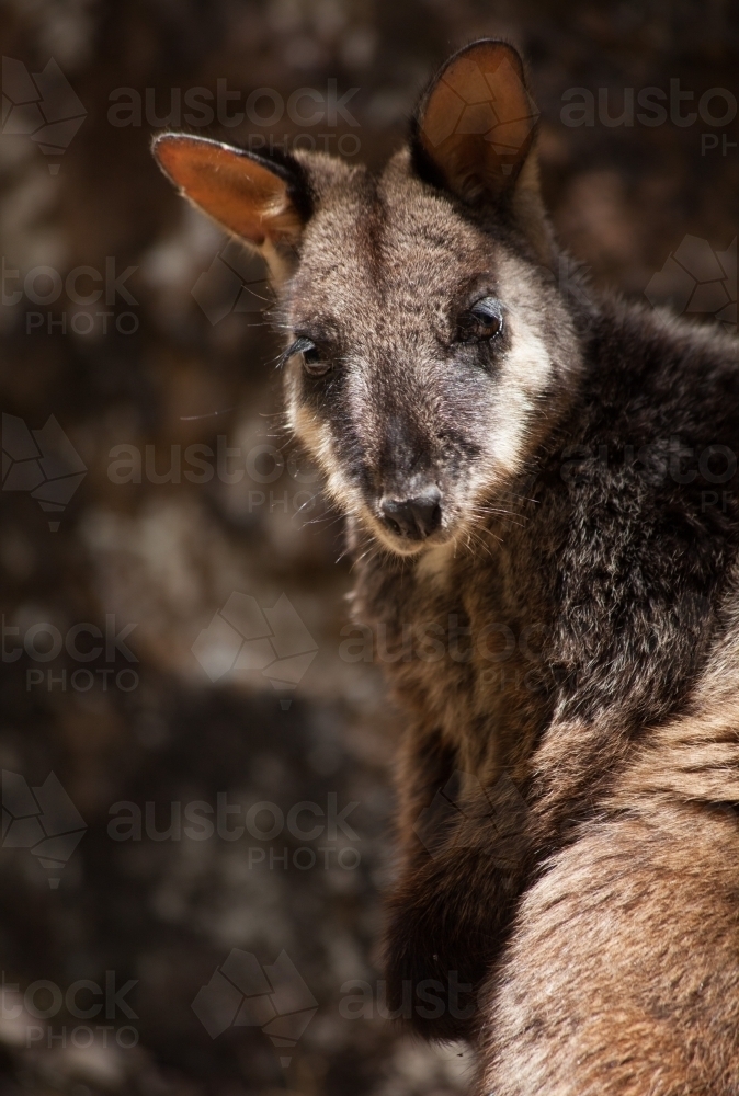 Brush-tailed Rock Wallaby looking at camera - Australian Stock Image
