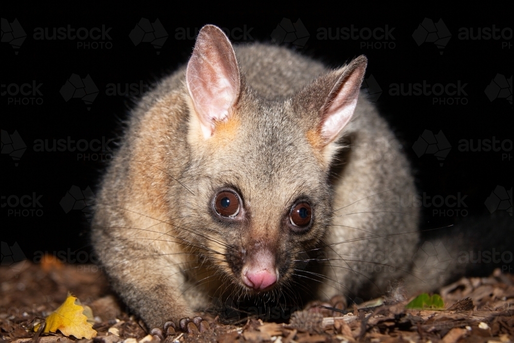 Brushtail possum at night - Australian Stock Image