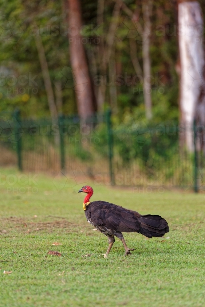 Brushturkey, brush-turkey (Alectura lathami) scrub turkey on green lawn - Australian Stock Image