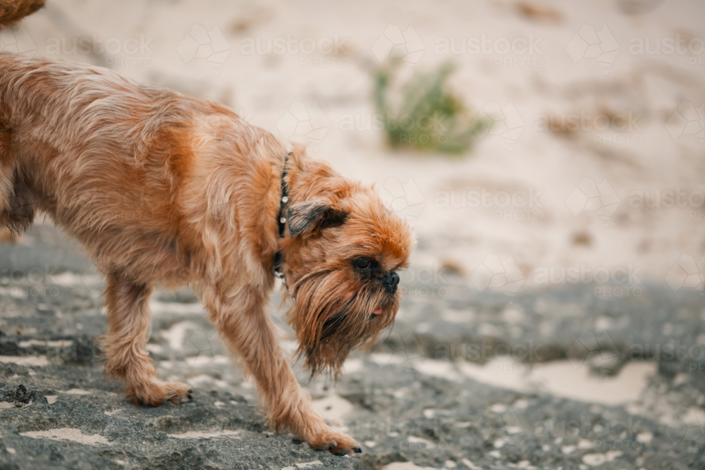 Brussels Griffon small breed dog walking across rocks on the beach with sandy face - Australian Stock Image