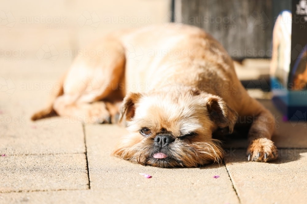 Brussels Griffon small dog lying on pavers in the sun with tongue poking out - Australian Stock Image
