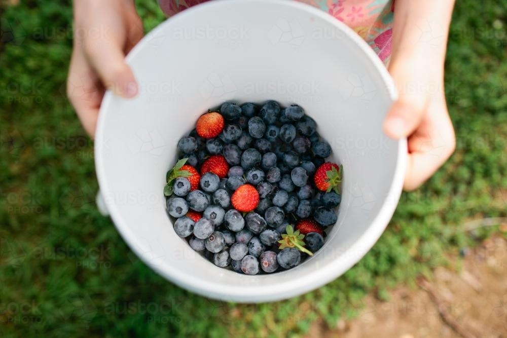 Bucket of blueberries and strawberries - Australian Stock Image