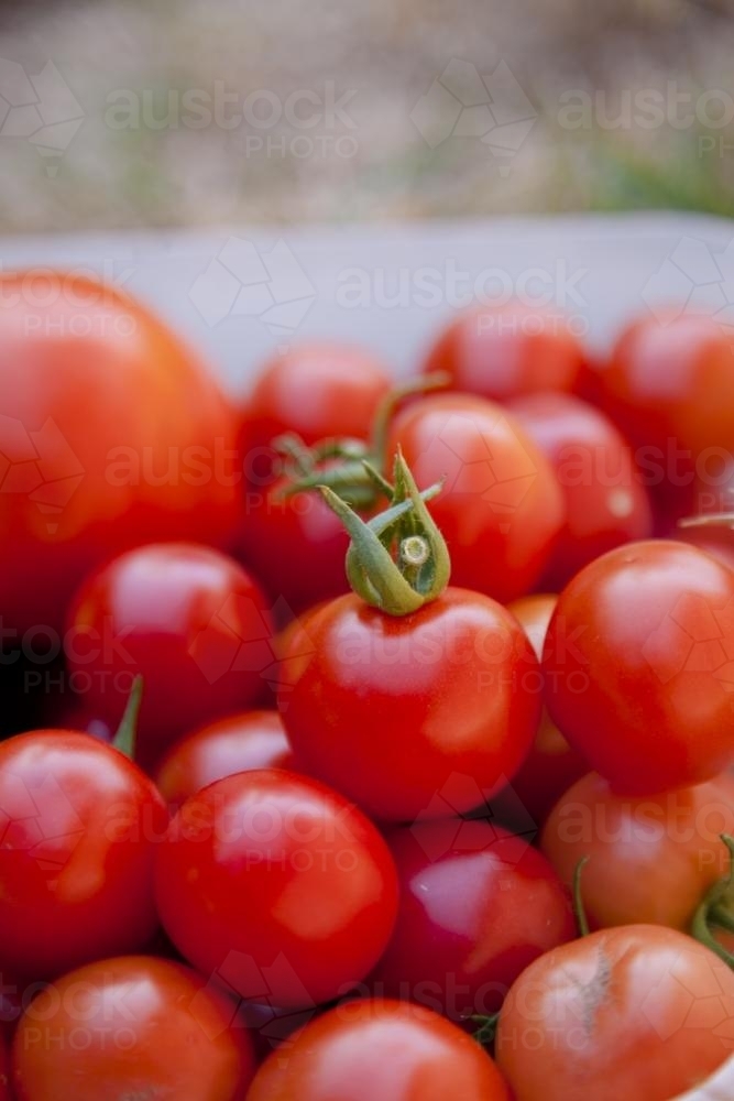 Bucket of home grown cherry tomatoes - Australian Stock Image