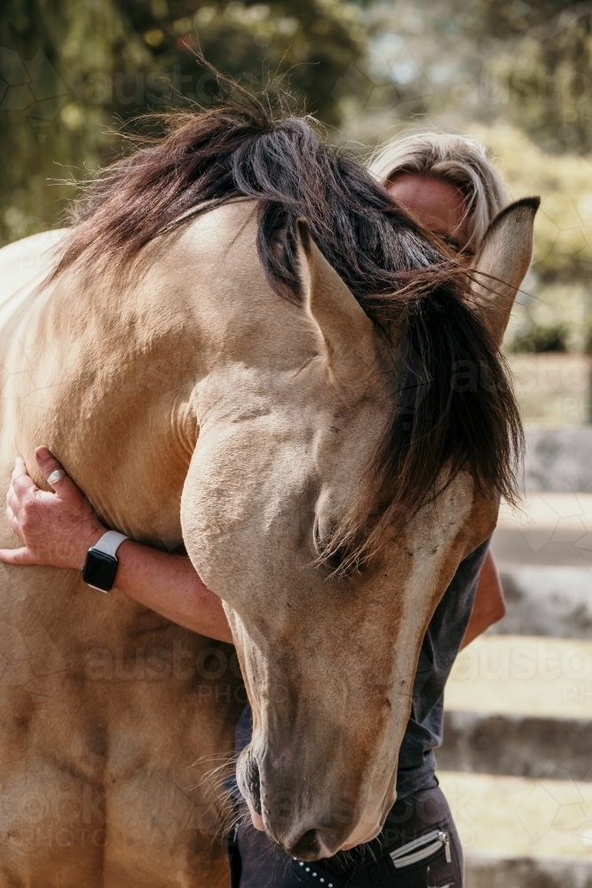 Buckskin horse gives a hug. - Australian Stock Image