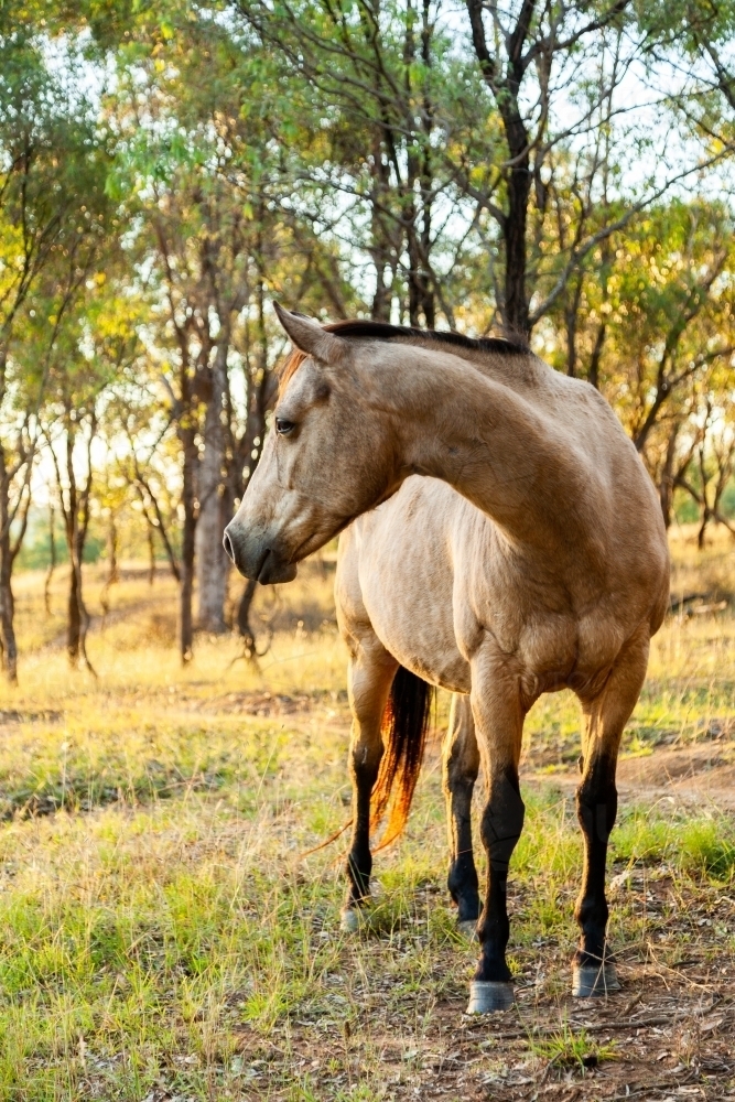 Buckskin horse in paddock among gum trees - Australian Stock Image