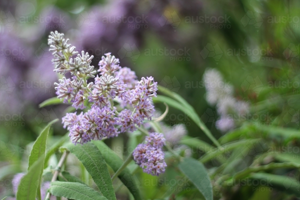 Buddleja plant species in flower - Australian Stock Image