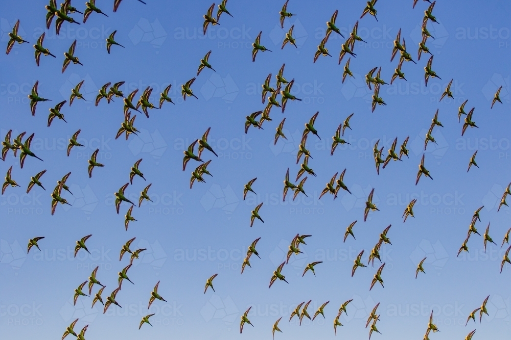 Budgerigar flying in formation - Australian Stock Image