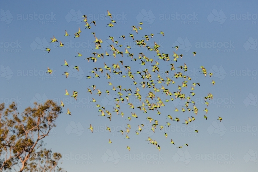 Budgerigar flying overhead - Australian Stock Image