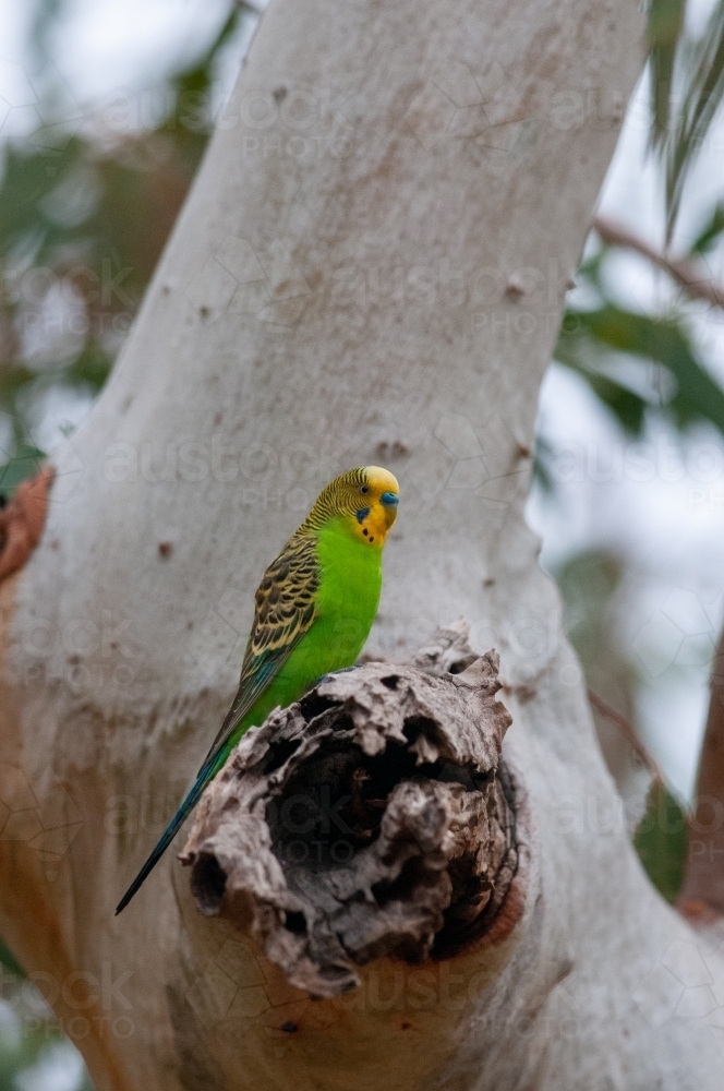 Budgerigar sitting near nest in hollow branch in Eucalypt tree - Australian Stock Image
