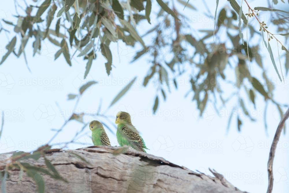 Budgerigars perched in tree against blue sky - Australian Stock Image