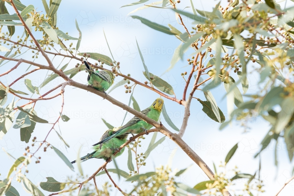 Budgerigars perched in tree against blue sky - Australian Stock Image